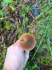 Entoloma pallescens