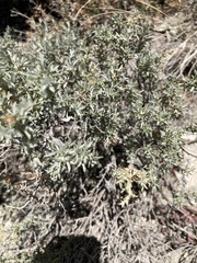 Tetradymia canescens