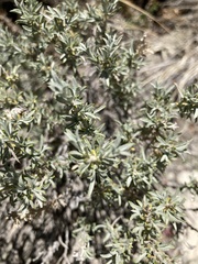 Tetradymia canescens
