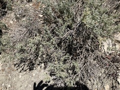 Tetradymia canescens