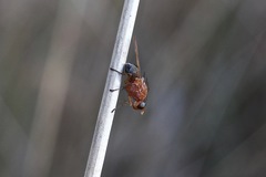 Meiosimyza appula