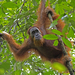 Sumatran Orangutan - Photo (c) Lip Kee, some rights reserved (CC BY-SA)