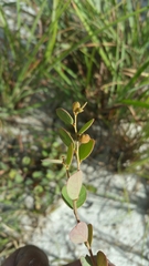 Phyllanthus betsileanus