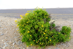 Osteospermum polycephalum