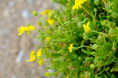 Osteospermum polycephalum