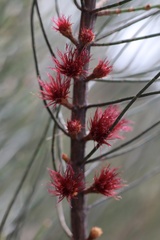 Allocasuarina misera