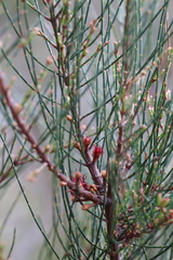 Allocasuarina misera