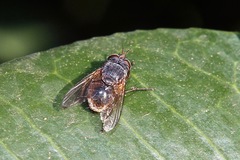 Calliphora augur