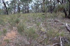 Allocasuarina misera