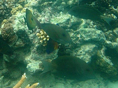 Ctenochaetus striatus