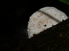 Postia lactea