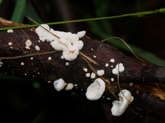 Postia lactea