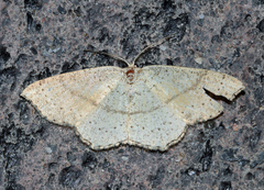 Cyclophora punctaria