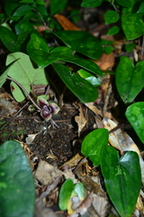 Asarum yaeyamense