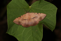 Hypopyra megalesia