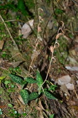 Goodyera schlechtendaliana