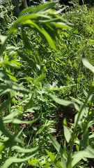 Engelmannia peristenia