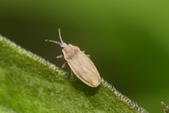 Tingis auriculata