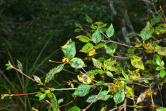 Rhododendron mariesii