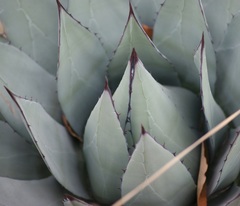 Agave applanata