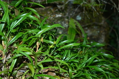 Pholidota cantonensis