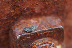 Putoniessa