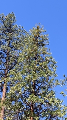 Phoradendron libocedri