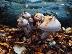 Cortinarius taylorianus