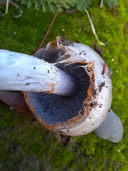 Cortinarius taylorianus