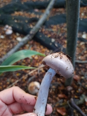 Cortinarius taylorianus