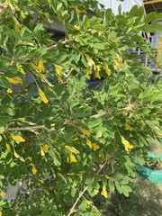 Caragana arborescens