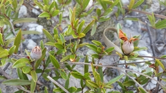 Xerochlamys itremoensis