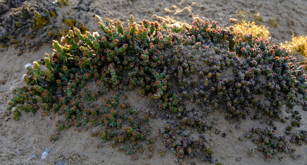 Mesembryanthemum marlothii Pax