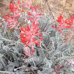Astragalus helleri