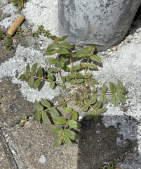 Euphorbia hirta
