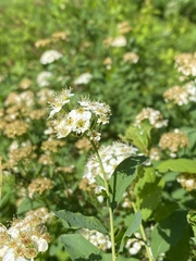 Spiraea media