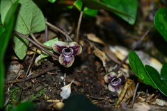 Asarum yaeyamense