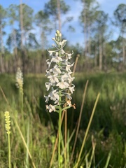 Platanthera nivea