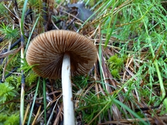 Entoloma pallescens