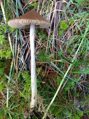 Entoloma pallescens