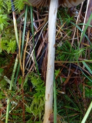 Entoloma pallescens
