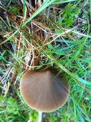 Entoloma pallescens