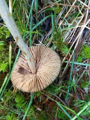 Entoloma pallescens