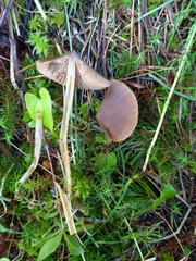 Entoloma pallescens