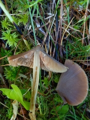 Entoloma pallescens