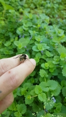 Merodon equestris