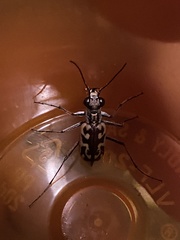 Ellipsoptera cuprascens