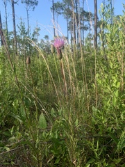 Cirsium lecontei