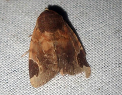 Dyrzela roseata
