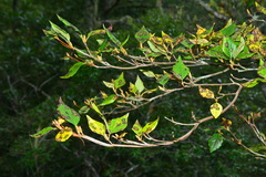 Rhododendron mariesii